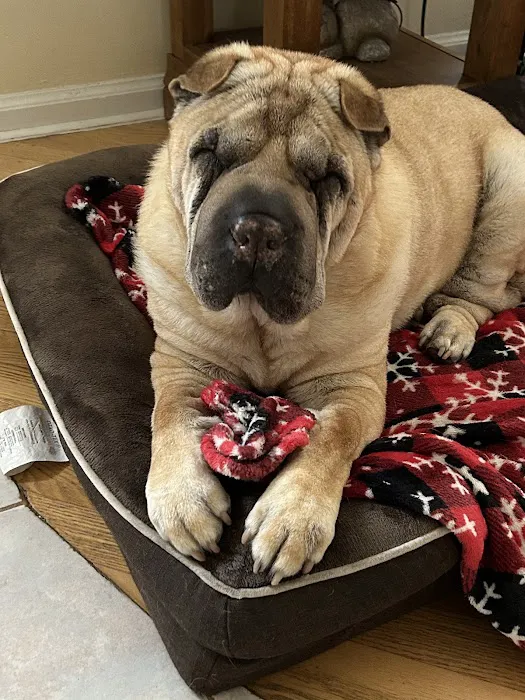 Cresskill Animal Hospital Picture 4
