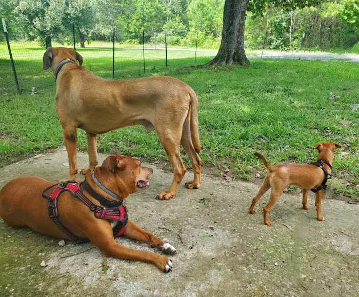 Natural Vet for Pets P.C. Picture 2