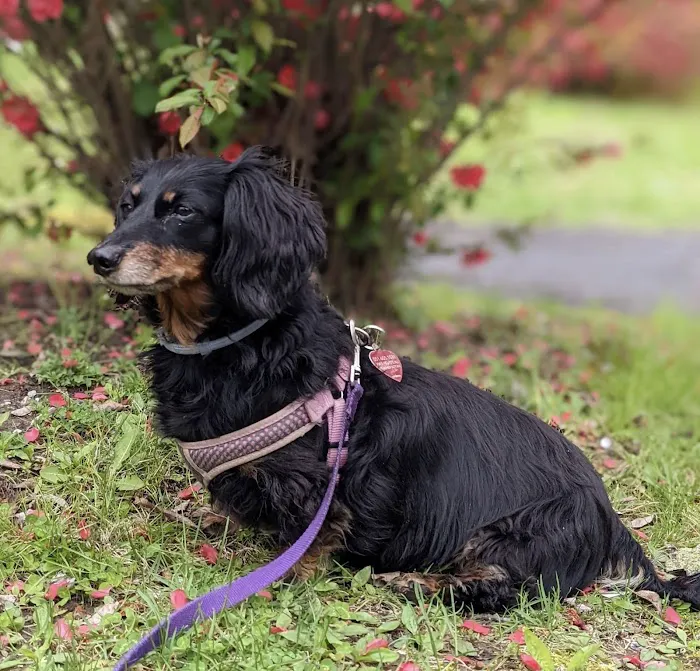 Natural Vet for Pets P.C. Picture 7