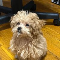 Animal Specialty Center ico