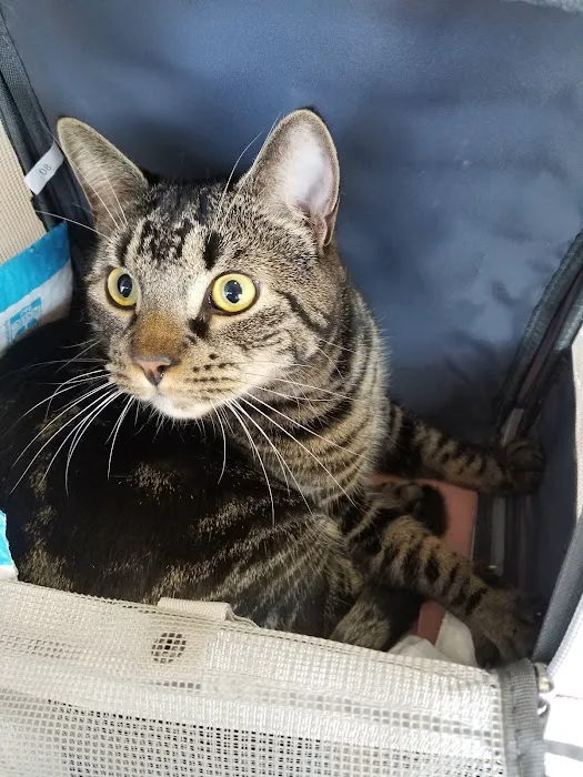 Inwood Animal Clinic Picture 1