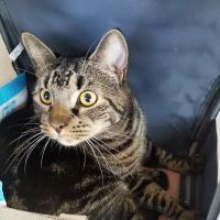 Inwood Animal Clinic ico