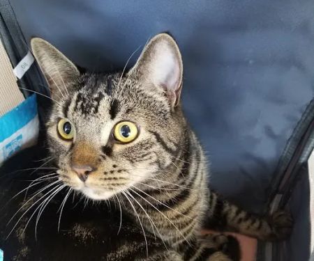 Inwood Animal Clinic