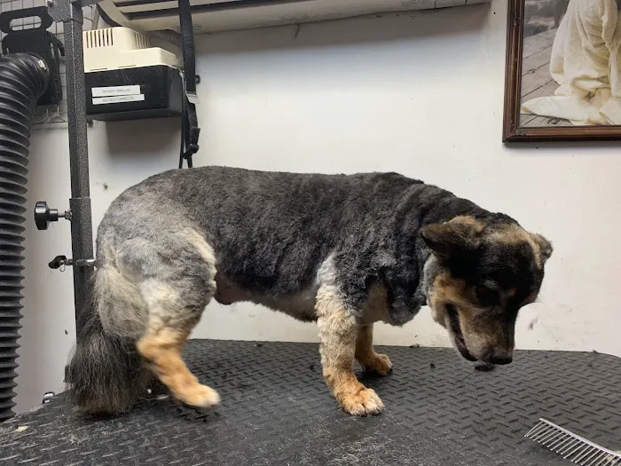 Inwood Animal Clinic Picture 8