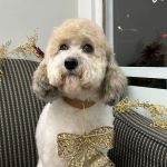 Riverside Animal Hospital North