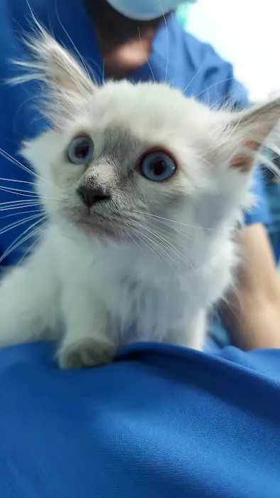 Riverside Animal Hospital North Picture 6