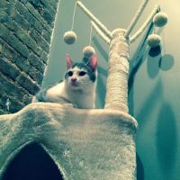 Heart of Harlem Veterinary Clinic ico