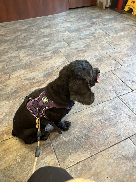Harlem Animal Hospital Picture 2