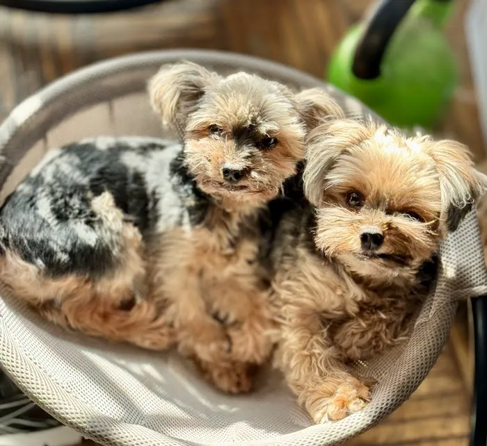 Harlem Animal Hospital Picture 1