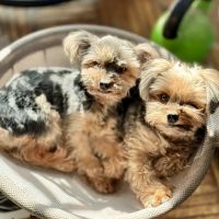 Harlem Animal Hospital ico