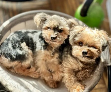 Harlem Animal Hospital