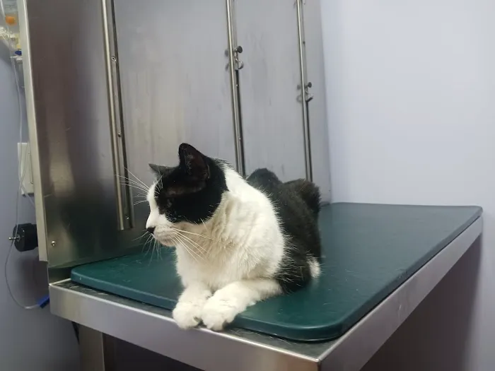 Harlem Animal Hospital Picture 4