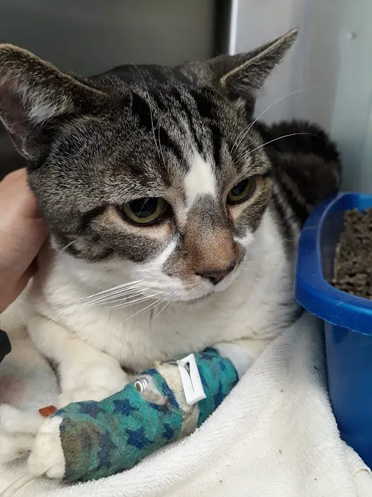 Harlem Animal Hospital Picture 7