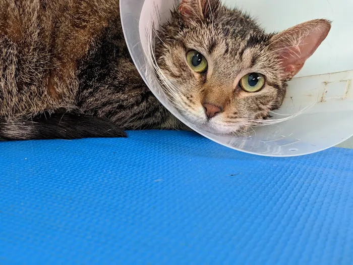 Harlem Animal Hospital Picture 9