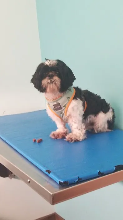 Harlem Animal Hospital Picture 10