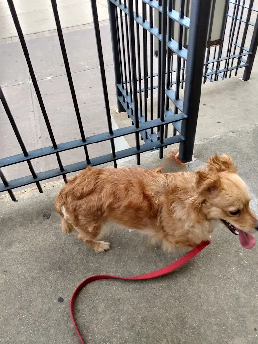 ASPCA Community Veterinary Clinic (Appointment Only) Picture 8