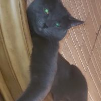 Grand Concourse Animal Hospital ico