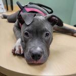 Bronx Veterinary Center