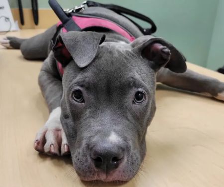 Bronx Veterinary Center