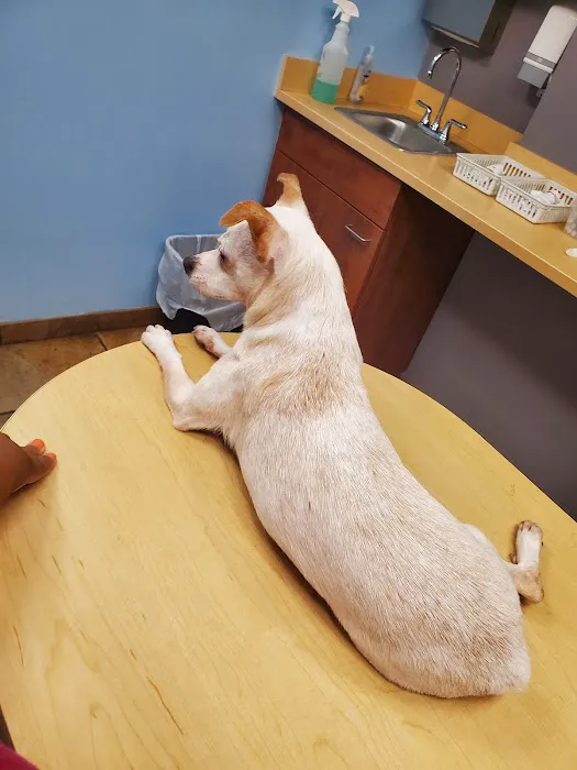 Bronx Veterinary Center Picture 9