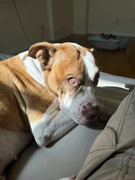 Bronx Veterinary Center Picture 8