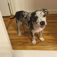 Armory Dog & Cat Hospital ico