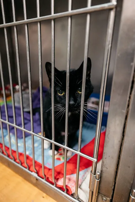 Armory Dog & Cat Hospital Picture 8