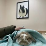 Symphony Veterinary Center