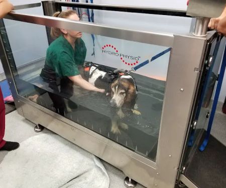 CANINE REHAB of NEW YORK