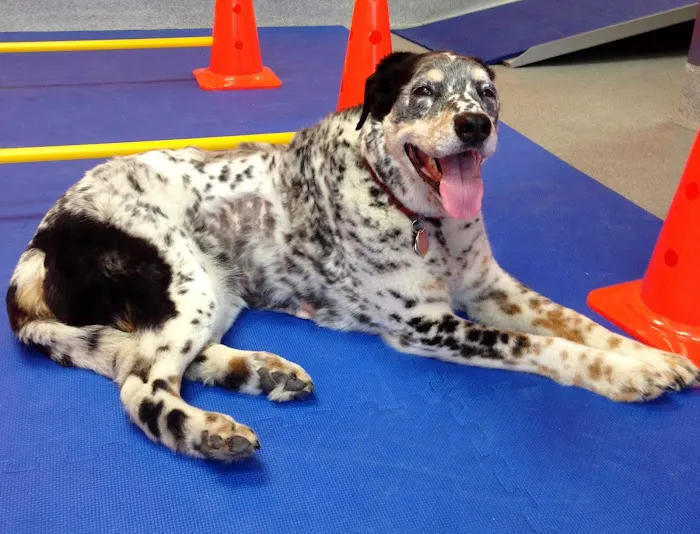 CANINE REHAB of NEW YORK Picture 3