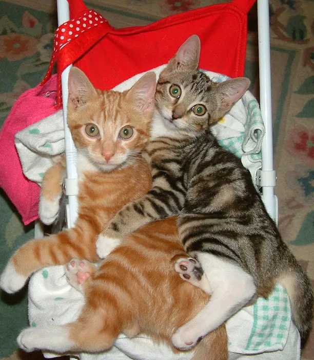 Gotham Veterinary Center Picture 3