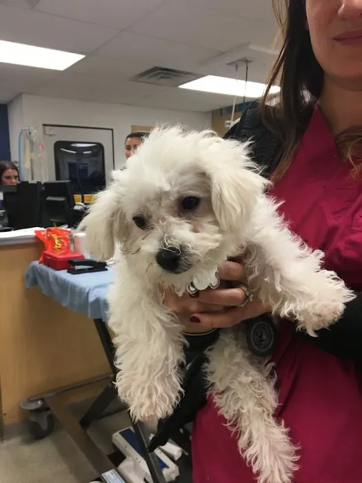 Gotham Veterinary Center Picture 5