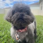 Gotham Veterinary Center