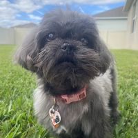 Gotham Veterinary Center ico