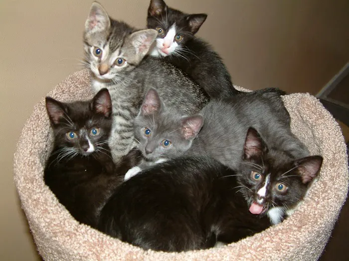 Gotham Veterinary Center Picture 8