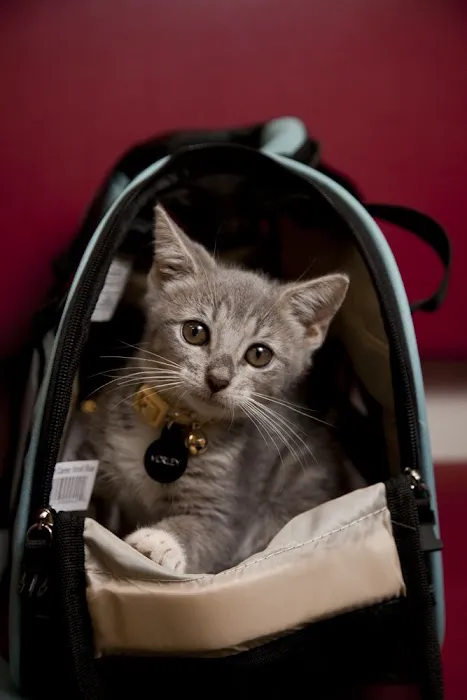 Gotham Veterinary Center Picture 9