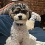 Small Door Veterinary - Upper West Side