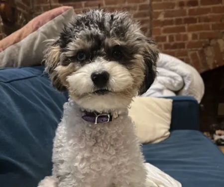 Small Door Veterinary - Upper West Side