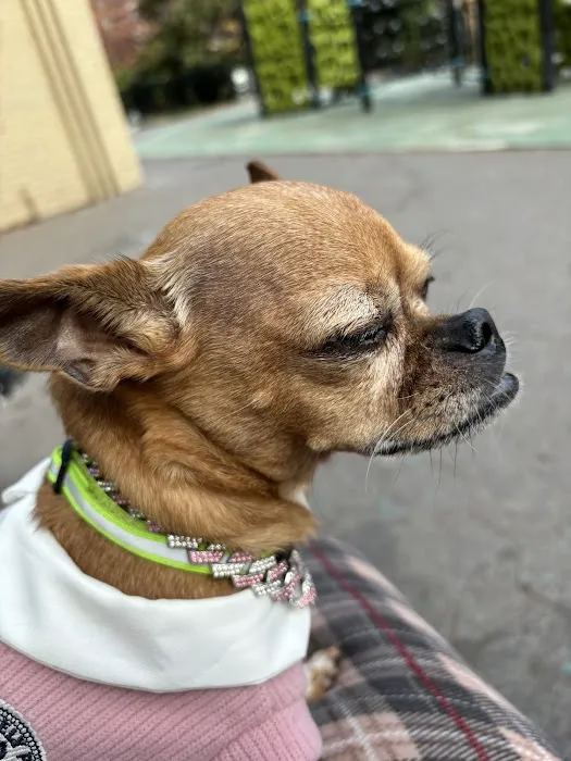 Small Door Veterinary - Upper West Side Picture 6