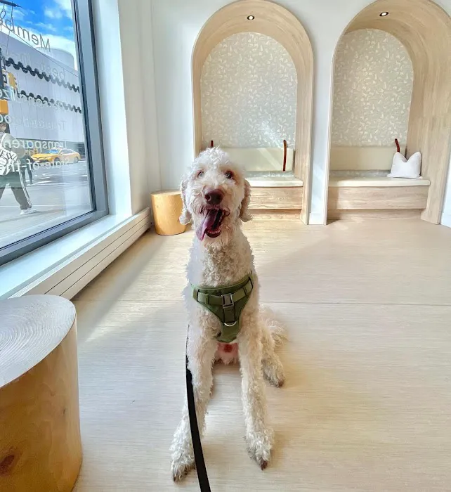 Small Door Veterinary - Upper West Side Picture 4