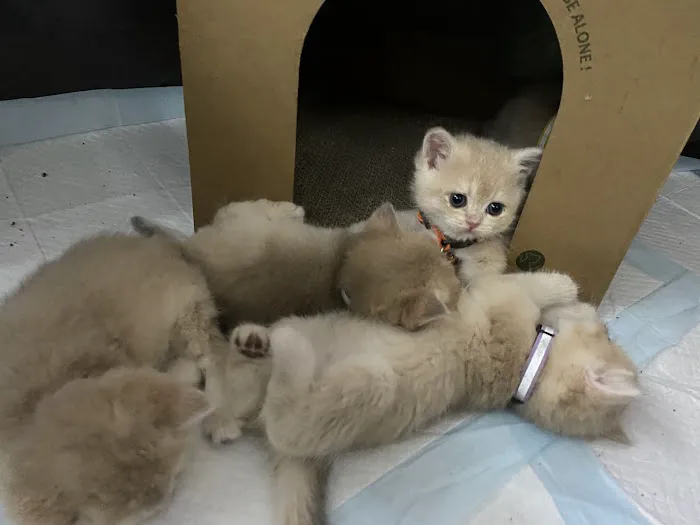 British Short hair cattery nyc Picture 2