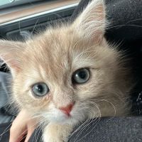 British Short hair cattery nyc ico