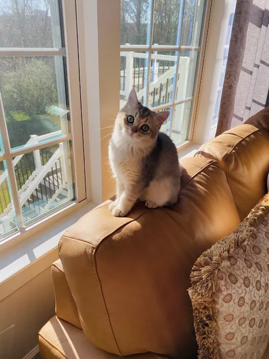 British Short hair cattery nyc Picture 6