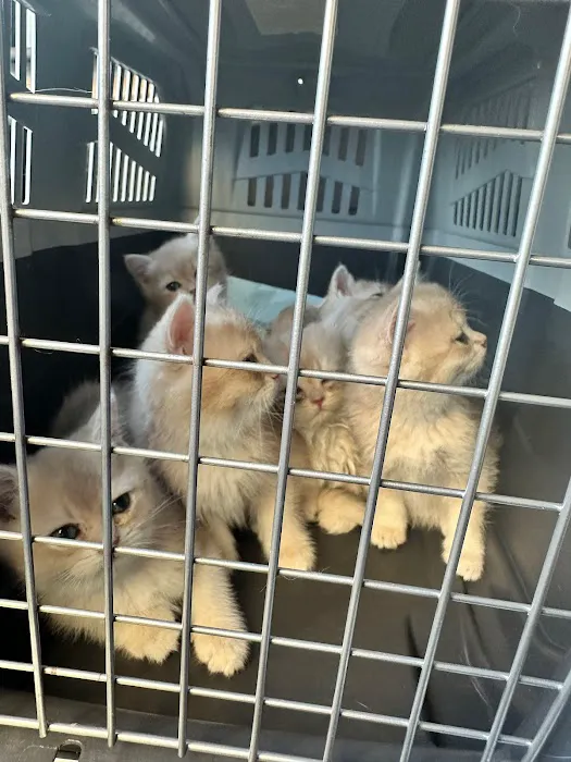 British Short hair cattery nyc Picture 8