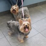 Riverdale Veterinary Group PC