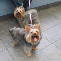Riverdale Veterinary Group PC ico