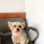 Riverdale Animal Hospital