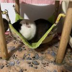 Center for Avian & Exotic Medicine : AVIAN