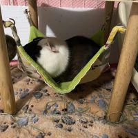Center for Avian & Exotic Medicine : AVIAN ico