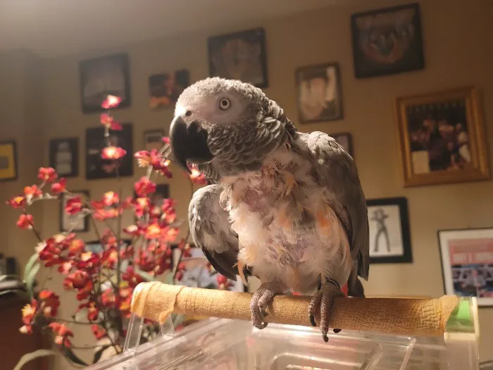 Center for Avian & Exotic Medicine : AVIAN Picture 7